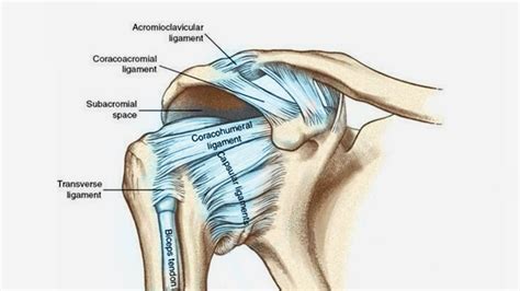 Subacromial Impingement Test