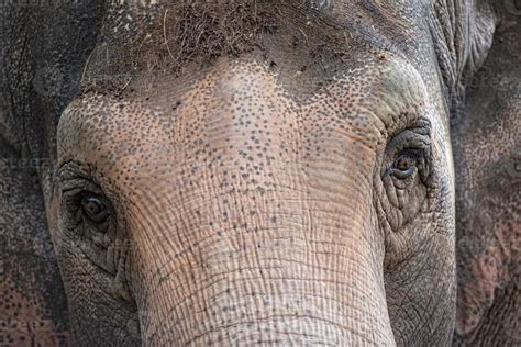 elephant eye close up detail 12205845 Stock Photo at Vecteezy