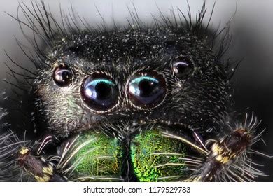 Closeup Jumping Spider Phidippus Audax Stock Photo 1179529783 ...