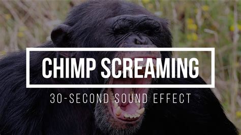 Chimpanzee Screaming 🦧 Chimp Scream Sound Effects - YouTube