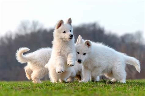 White Swiss Shepherd | Breed Information, Pictures & Facts