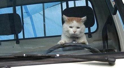 Cat Driving Blank Template - Imgflip