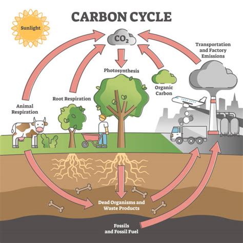 740+ Photosynthesis Diagram Stock Photos, Pictures & Royalty-Free ...