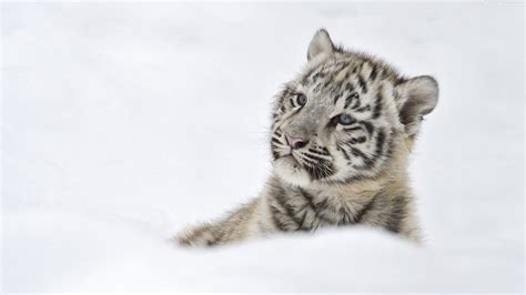 White Tiger Cub Wallpaper (57+ images)