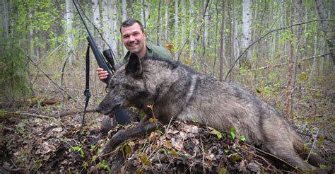 Alberta Canada Wolf Hunting Guides - Winter Timber Wolf Hunts Alberta ...