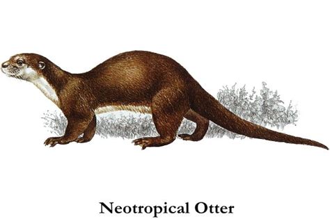 Neotropical River Otter (Lutra longicaudis) whitish throat and belly ...