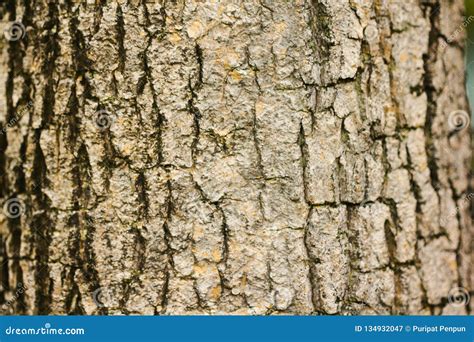 The Bark of the Dried Tree is Brown. Stock Image - Image of grunge ...