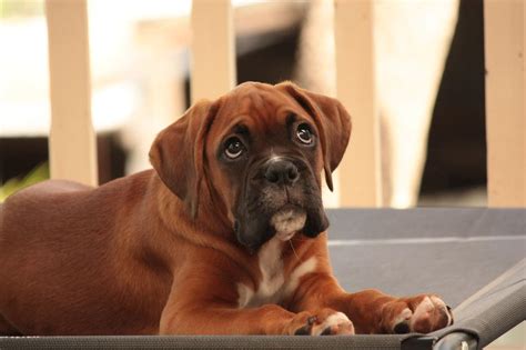 The Miniature Boxer - The Pros and Cons of this Cute But Controversial Dog | Your Dog Advisor