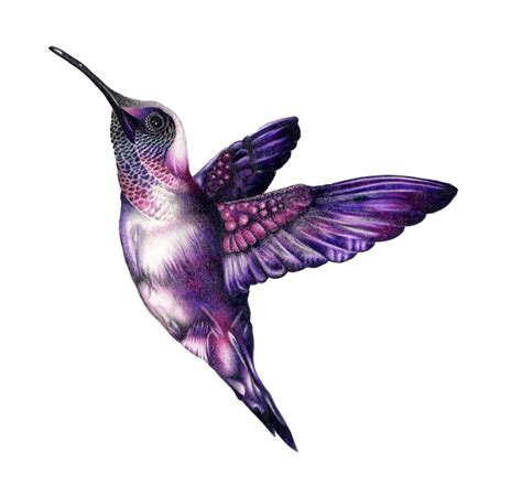 Hummingbird Drawing | Hummingbird illustration, Hummingbird drawing ...