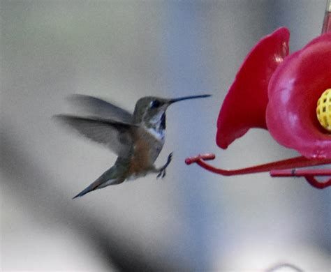 Rufous Hummingbird - FeederWatch