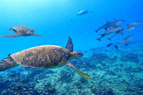 [Blue Ocean Snorkeling] Waikiki Turtle Canyon Snorkeling 6 in 1 2024 | Cool Hawaii