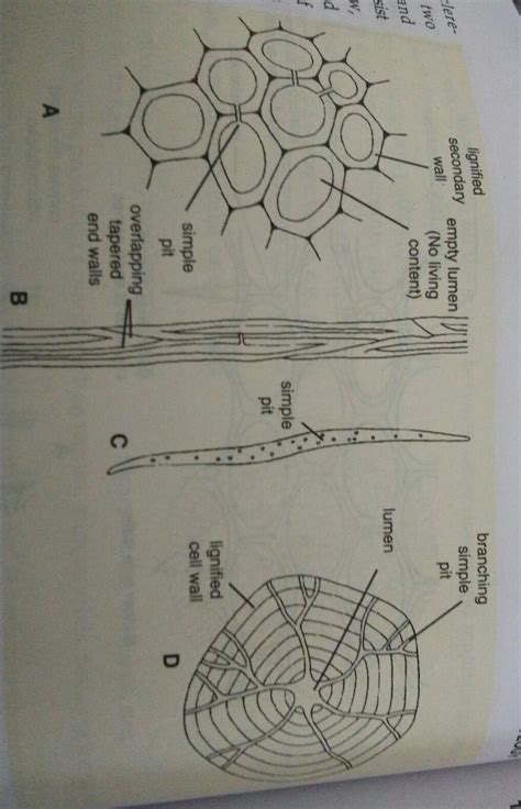 Sclerenchyma Tissue Labeled