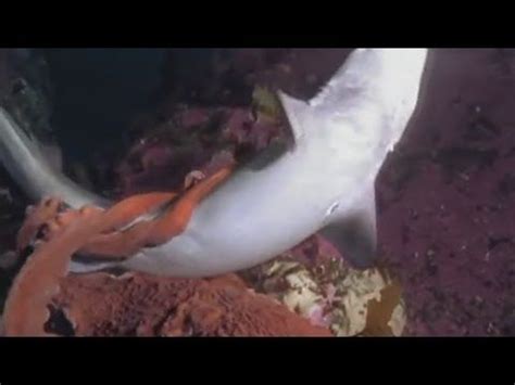 Octopus Attacks Shark And Swallows It • Scuba Diver LifeScuba Diver Life | Scuba diving quotes ...