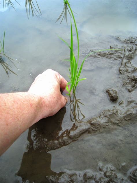 Life in Rural Japan: Rice planting 2014