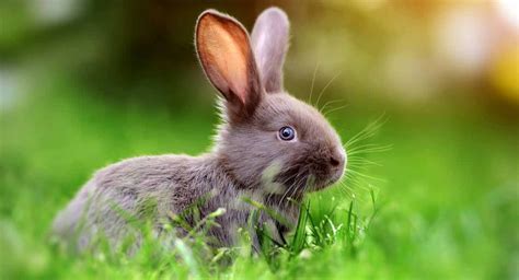 What Sound Does A Rabbit Make? Your Bunny Noise Guide