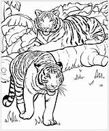 The Cutest Baby Tiger Coloring Page  Free Printable Pages For sketch template