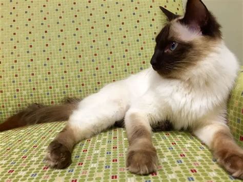 Balinese Cat Breed Profile