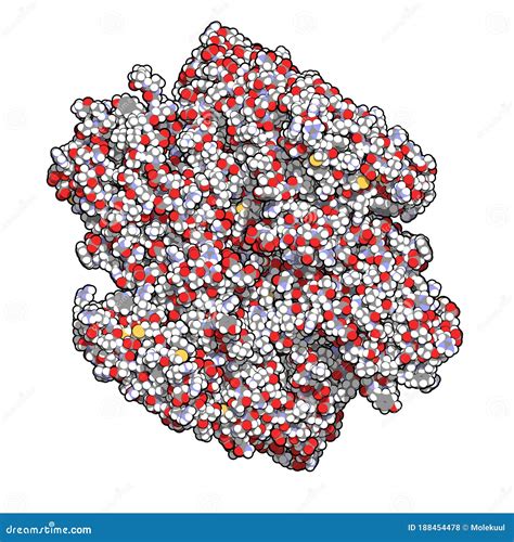 Coagulation Factor XIII (FXIII, a Subunits), Molecular Structure. Crosslinks Fibrin after ...