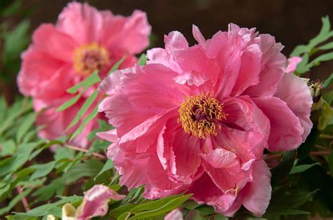 Itoh Peony Plant: Care and Growing Guide