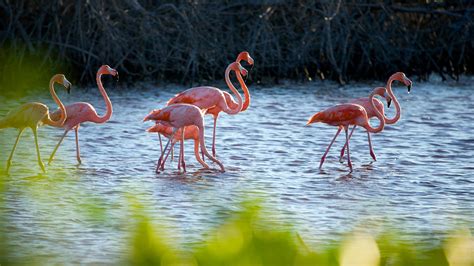 Explore Abu Dhabi's natural mangrove forests | Jumeirah