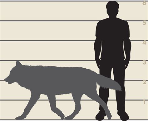 Timber Wolf Size Comparison To Human