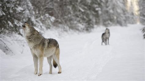 Ice Age wolf head found in Siberian permafrost | KidsNews