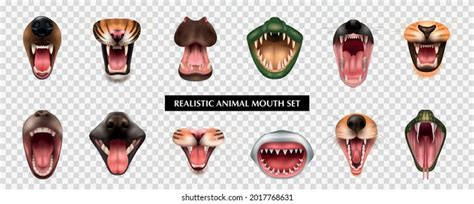 Carnivore Teeth Diagram Clipart