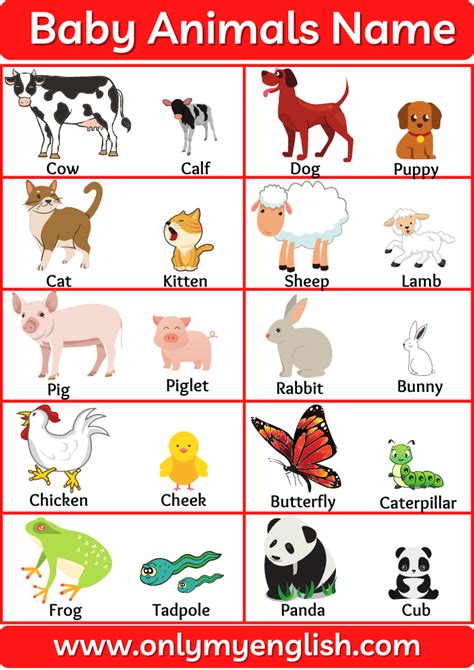 40+ Animals and Their Babies | Animals Baby Name