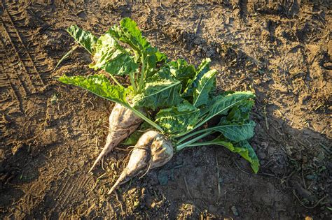 Tim Giago: Learning life's lessons on a sugar beet farm