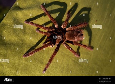 Goliath birdeater hi-res stock photography and images - Alamy