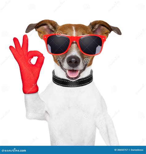 Ok fingers dog stock image. Image of costume, humor, pair - 30650757