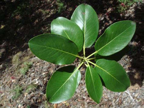 Madrona leaf cluster | Arbutus tree, Plant leaves, Madrona