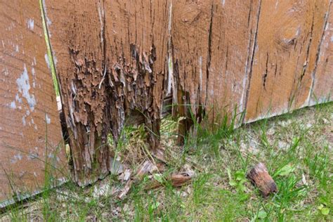 How to tell if your wood is rotting (and what to do about it ...