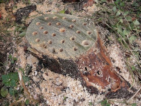 STUMP REMOVAL: HOW TO GET RID OF TREE STUMPS - Tom Stachler of Real Estate One Ann Arbor, Real ...