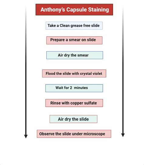 Capsule Staining - Procedure, Principle, Result - Biology Notes Online