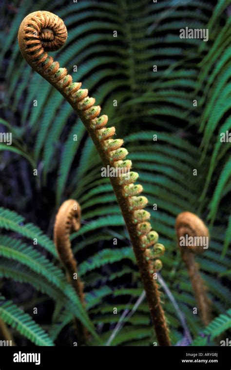 Young ferns in rainforest Stock Photo - Alamy