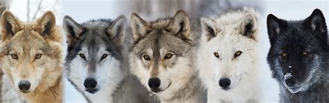 Instinct Animals for Film | Animal Actors & Wolves for Film