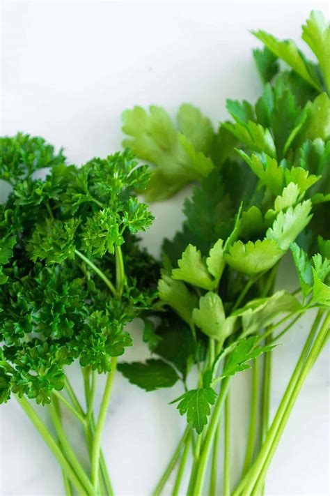 Flat-Leaf Parsley vs. Curly Parsley - What's the Difference? - Dirt and Dough