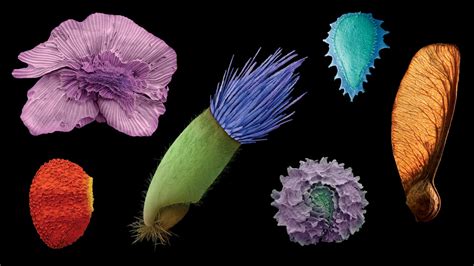 The Wondrous Beauty Of Microscopic Plant Seeds