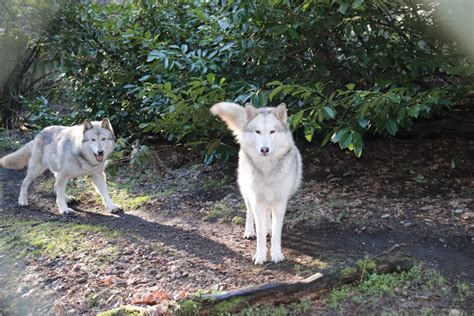 Wolf Haven International: Sanctuary in the Pacific Northwest – Pacific Roots Magazine