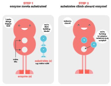 Which Best Describes How Enzymes Function in the Body