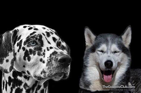 Dalmatian Husky Mix: The Rare Crossbreed (Guide + Photos)