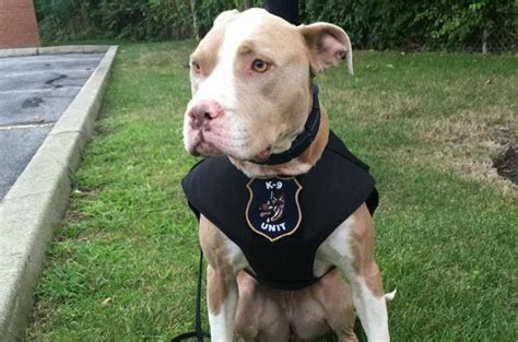 Brave Pit Bull Police Dog Fights Crime & Stereotypes Simultaneously - BARK Post