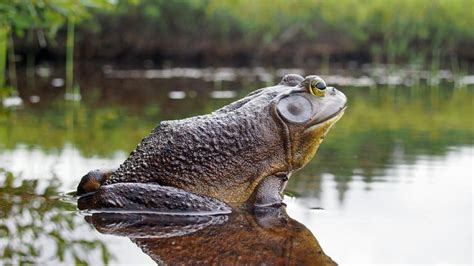 American Bullfrog | CRITTERFACTS