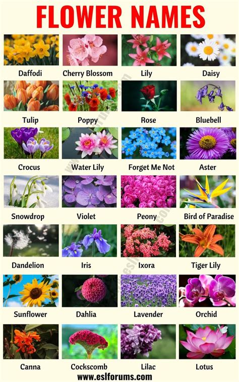 Flower Names: List of 25+ Popular Types of Flowers with the Pictures - ESL Forums | Flower names ...