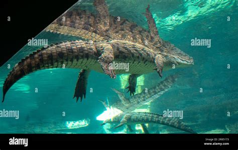 Dubai crocodile park Stock Photo - Alamy