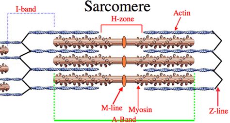 Sarcomere