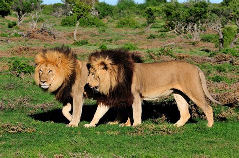 The Lion Safari | Lion safari, Kruger national park, African lion