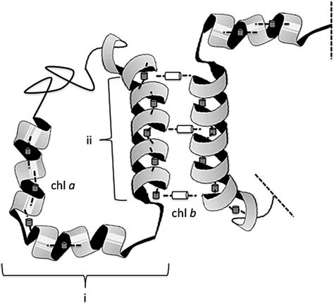 Schematic picture of parts of the light harvesting complex. To the... | Download Scientific Diagram