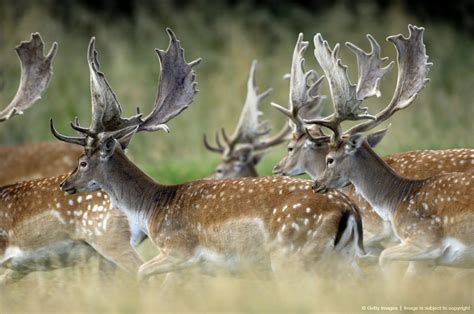 Fallow deer , Denmark | Animal photography, Fallow deer